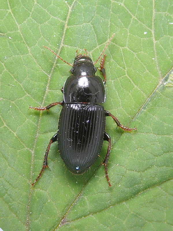 Carabidae: Harpalus tardus ? S !